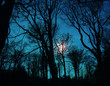 Forest At Night