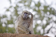 affe