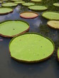 Nénuphar