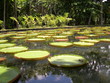 Nénuphar