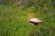 lonely mushroom