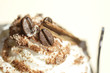 eiskaffee