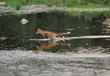 Running fox in the river Running fox in the river