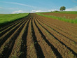 Arable field in spring, blue skay and green grass Arable field in spring, blue skay and green grass