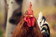Rooster head