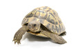 Details der Fotografie Schildkröte