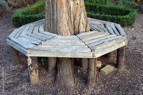 Tree Bench on Wooden Seat Or Bench Around A Tree Trunk    L  Shat  5911715   See