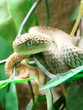 vipere atheris