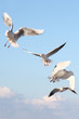 mouette