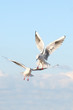 mouette
