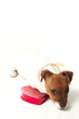 Puppy Love 02