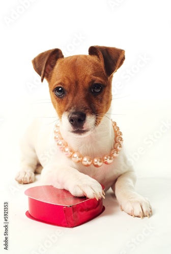 Photo: Puppy Love 03 Puppy Love 03