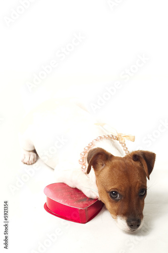 Photo: Puppy Love 02 Puppy Love 02