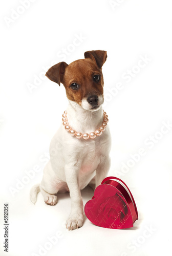 Photo: Puppy Love Puppy Love