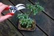 pruning