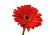 Flower 03