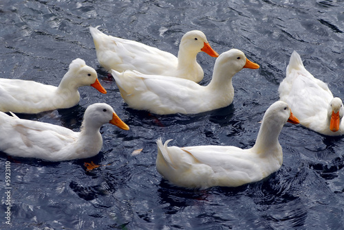 Photo: Flock of white ducks swimming in the pond Flock of white ducks swimming in the pond