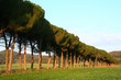 maremma