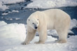 Large male polar bear on the shore of Hudson's Bay. Large male polar bear on the shore of Hudson's Bay.