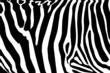 vector - zebra texture Black and White