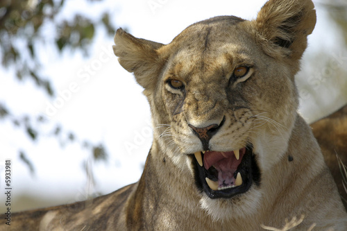 Foto: lioness2 lioness2