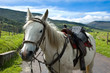 white horse in the road, please check my portfolio for more! white horse in the road, please check my portfolio for more!
