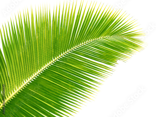 palme jaune