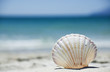 Beach concept. Sea shell with ocean on background.