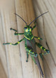 A green grasshopper macro shot
