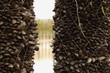 conchyliculture