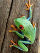 agalichnis calidrias