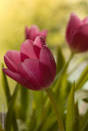 Photo: Tulip Tulip