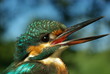 Foto: kingfisher 2 kingfisher 2