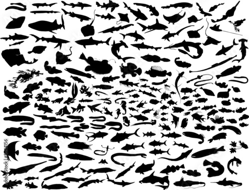Vector Fish