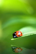 Ladybird bug on a leaf with green background