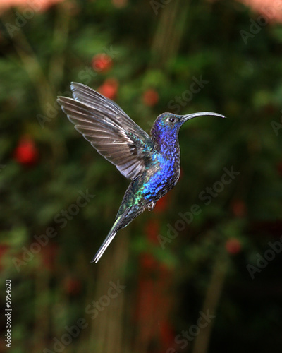 Kolibri im Flug