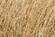 Foto: Dry Switch Grass Background Dry Switch Grass Background