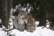 Luchs mit Jungtier