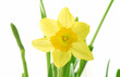 single yellow spring daffodil against white background single yellow spring daffodil against white background
