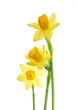 Bunch of yellow spring daffodils against white background Bunch of yellow spring daffodils against white background