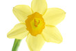 single yellow spring daffodil against white background single yellow spring daffodil against white background
