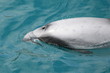 Dolphin blow hole