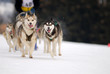 Chiens de traineaux