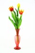 Colorful tulips isolated on a white background