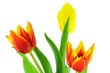 Colorful tulips isolated on a white background