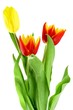 Colorful tulips isolated on a white background