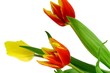 Colorful tulips isolated on a white background