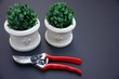 pruning