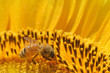 sunflowerbee