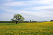 Foto: Oak tree on the Dandelion field Oak tree on the Dandelion field